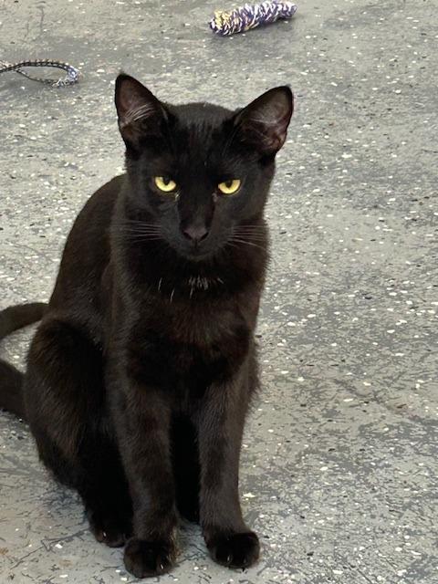 Will #1, Adoptable, Young Male Domestic Short Hair.