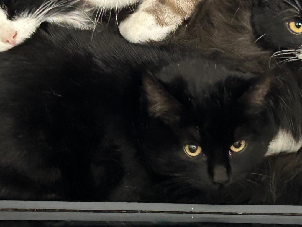 Will #1, Adoptable, Young Male Domestic Short Hair.