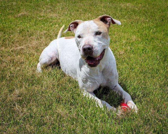 Dre, Adoptable, Senior Male Pit Bull Terrier & American Bulldog.