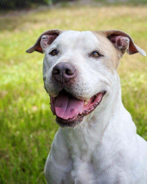 Dre, a Adoptable mixed breed in Fort Pierce, FL image 2/6