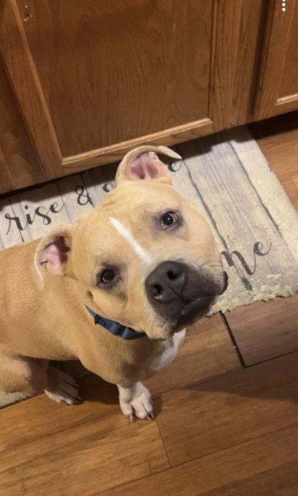 Velma, ADOPTABLE, Adult Female Mixed Breed.