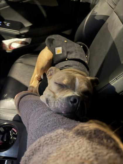 Enlarge Velma, a ADOPTABLE Mixed Breed in DeKalb, IL image 2/3