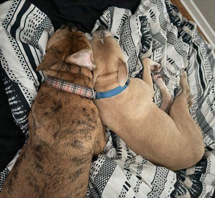 Enlarge Velma, a ADOPTABLE Mixed Breed in DeKalb, IL image 3/3