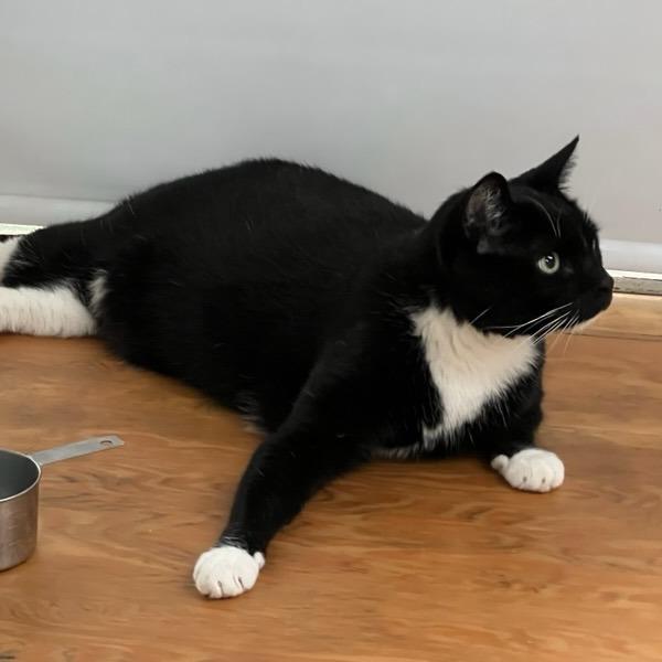 Zeus, Adoptable, Senior Male Domestic Short Hair.