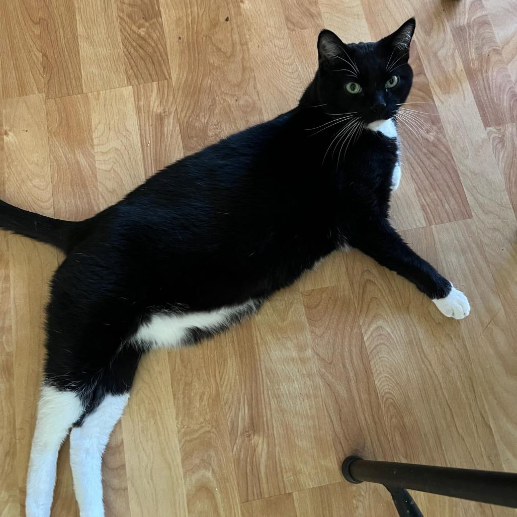Enlarge Zeus, a Adoptable Domestic Short Hair in Murray, UT image 4/6