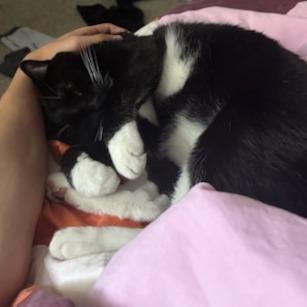 Enlarge Zeus, a Adoptable Domestic Short Hair in Murray, UT image 5/6