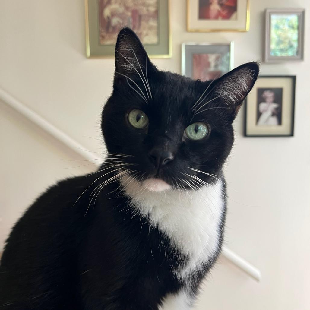 Enlarge Zeus, a Adoptable Domestic Short Hair in Murray, UT image 6/6