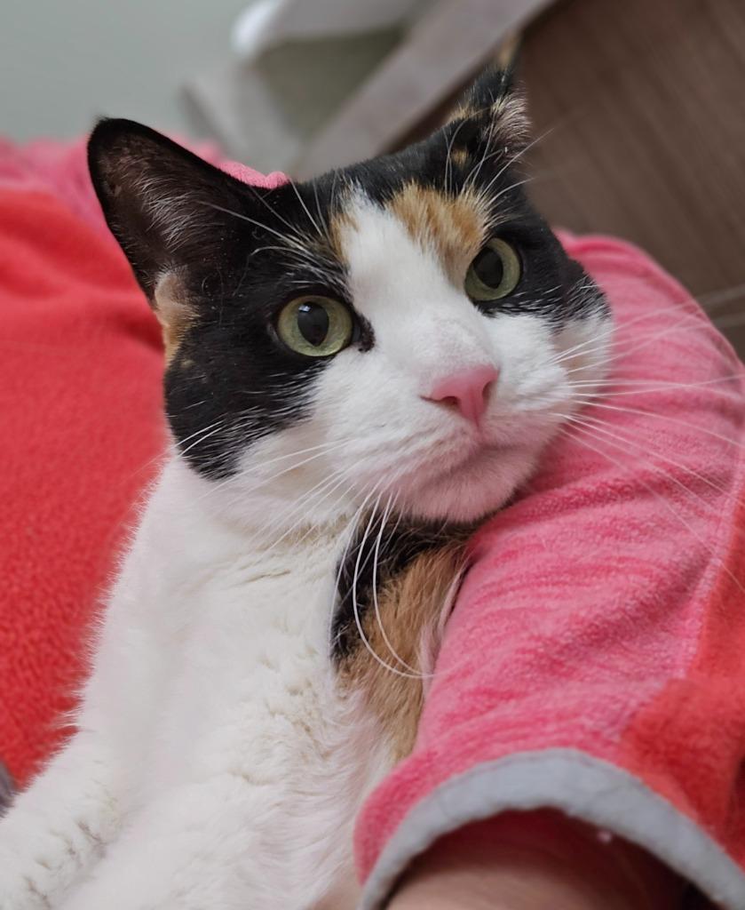 Enlarge Athena, a Adoptable mixed breed in Ballwin, MO image 1/3