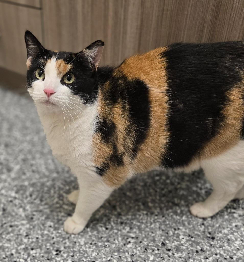 Enlarge Athena, a Adoptable mixed breed in Ballwin, MO image 2/3
