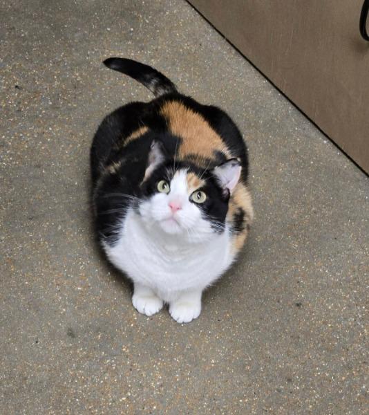 Enlarge Athena, a Adoptable mixed breed in Ballwin, MO image 3/3