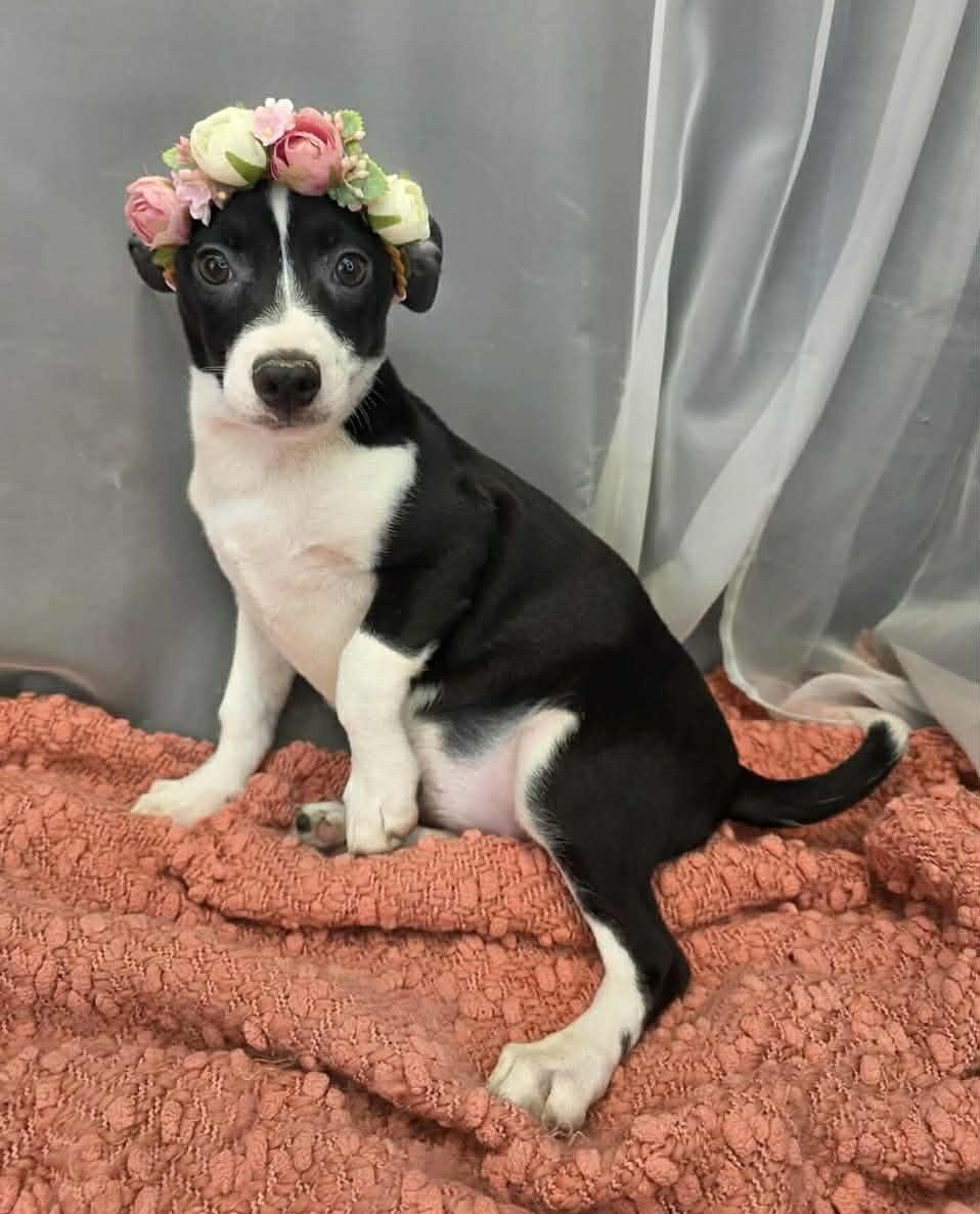 Pixie, adopted, Young Female Chihuahua & Feist.