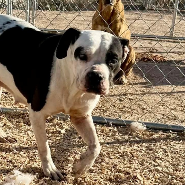 Enlarge CHA CHA, an adopted mixed breed in Spring, TX image 5/6