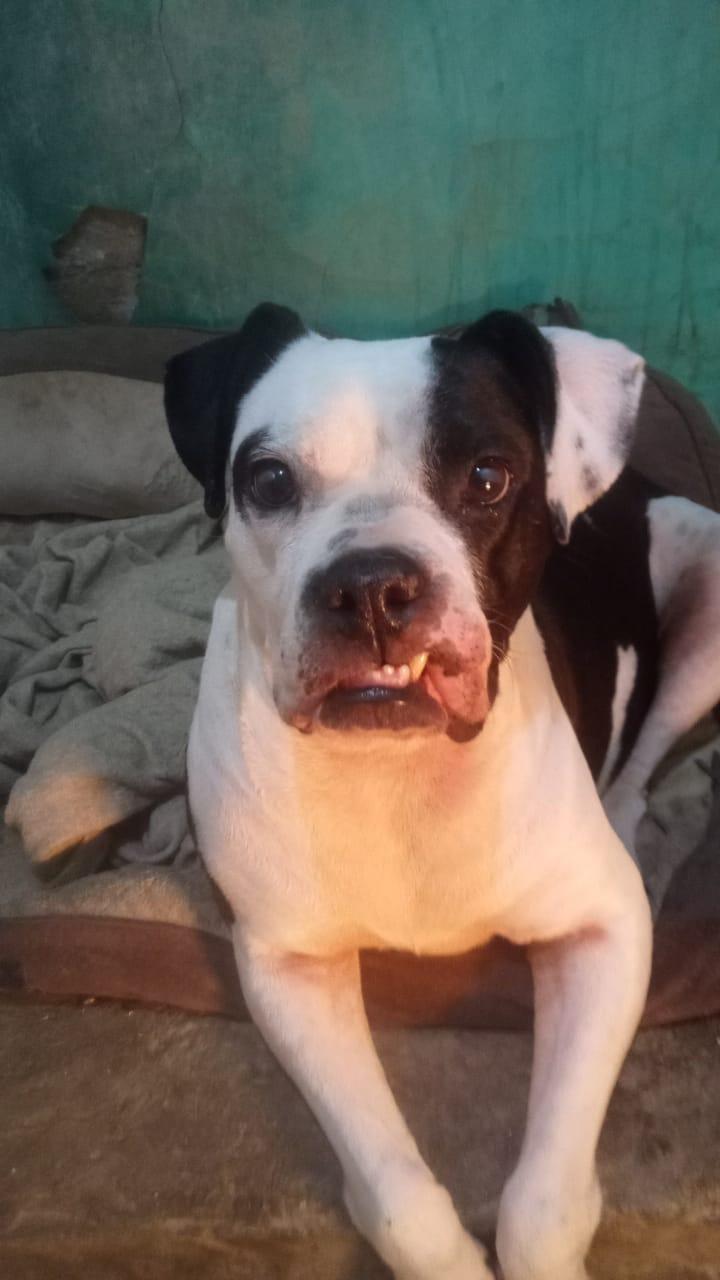 CHA CHA, adopted, Young Female Boxer.
