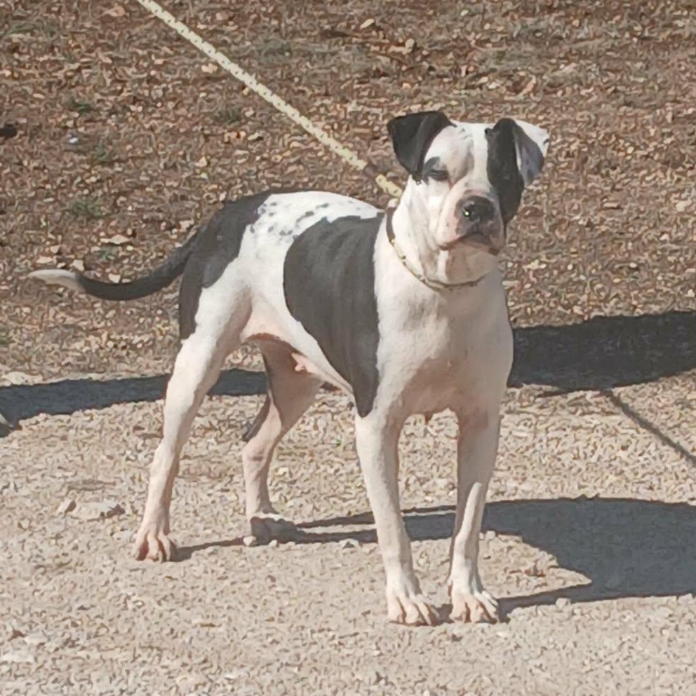 Enlarge CHA CHA, an adopted mixed breed in Spring, TX image 2/6