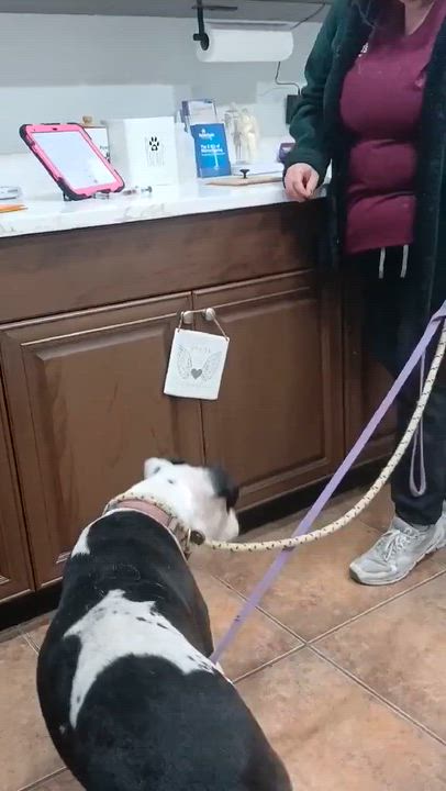 Enlarge CHA CHA, an adopted mixed breed in Spring, TX video 6/6