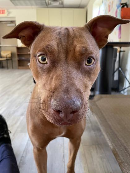 Enlarge Aubrey, a Adoptable mixed breed in South Bend, IN image 1/3