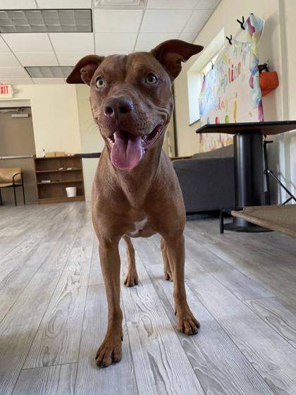 Enlarge Aubrey, a Adoptable mixed breed in South Bend, IN image 2/3
