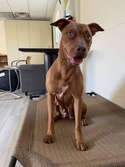 Aubrey, a Adoptable mixed breed in South Bend, IN image 2/3