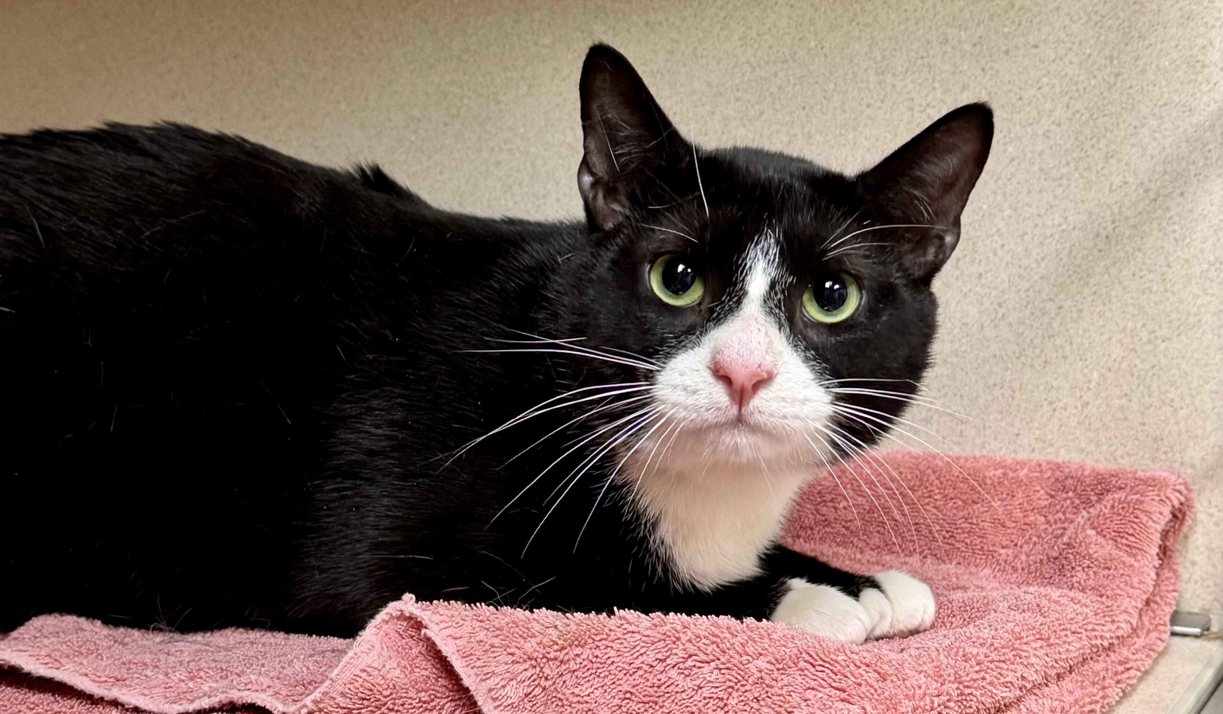 Arnie, ADOPTABLE, Adult Male Domestic Short Hair.