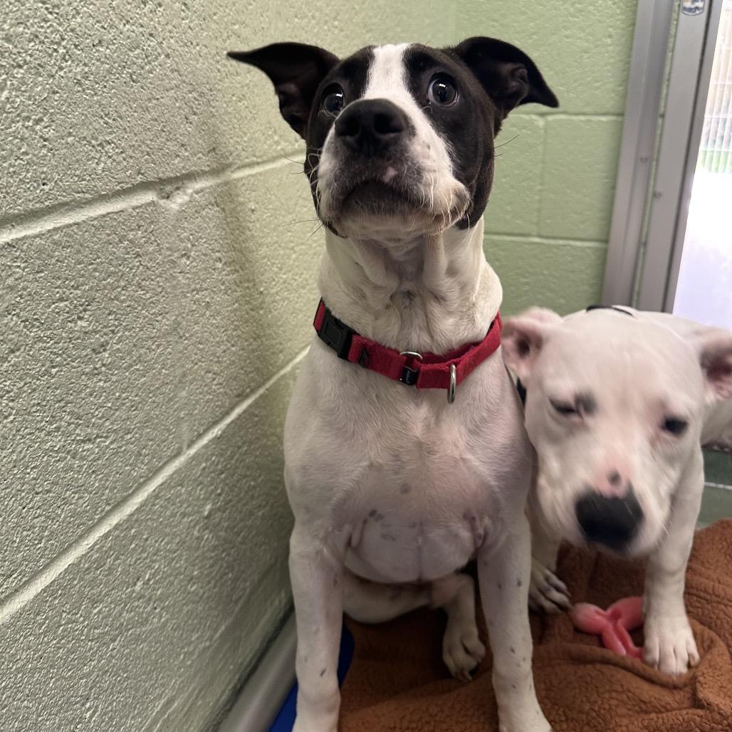 Bruno, Adoptable, Young Male Terrier & Mixed Breed.