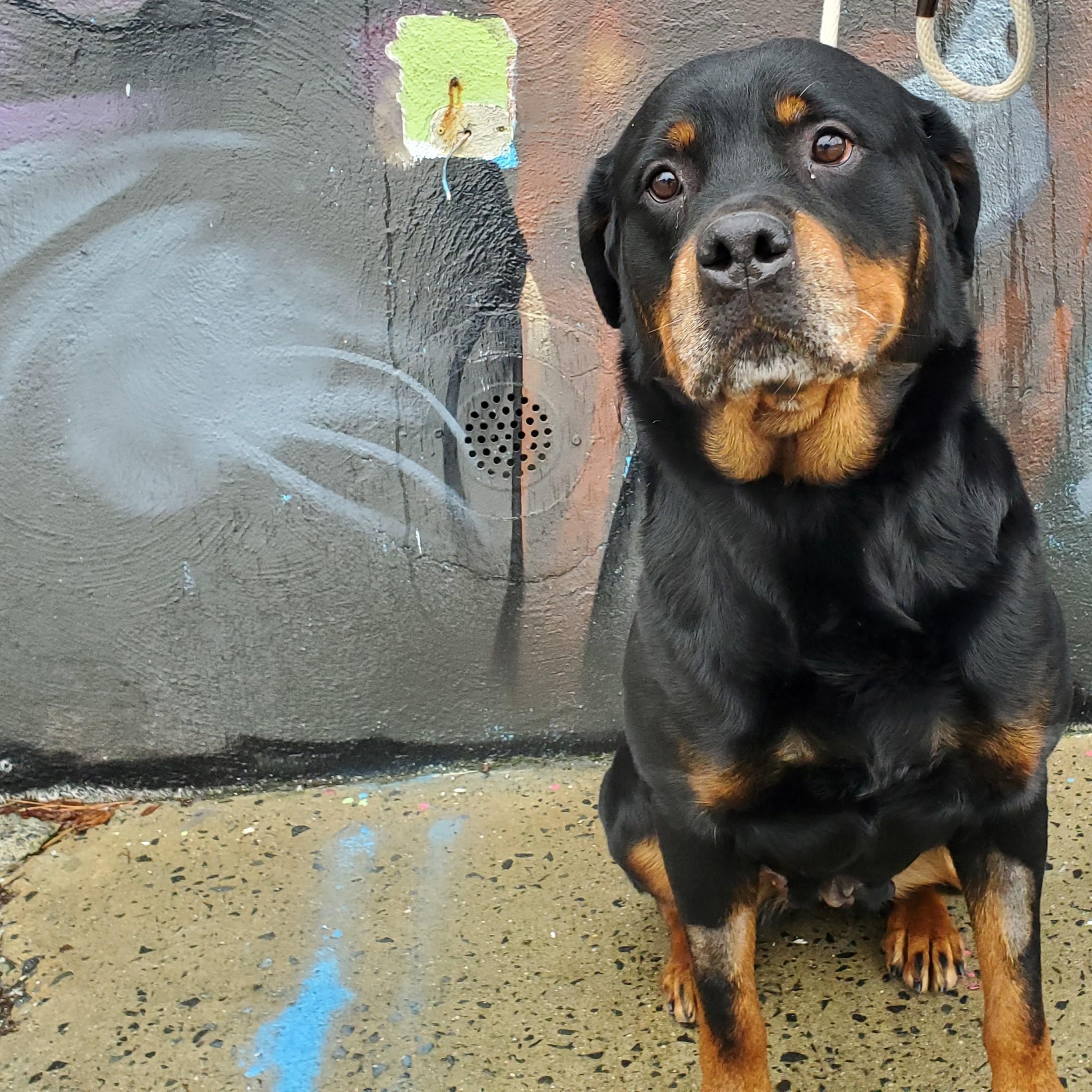 Athena, adopted, Adult Female Rottweiler.