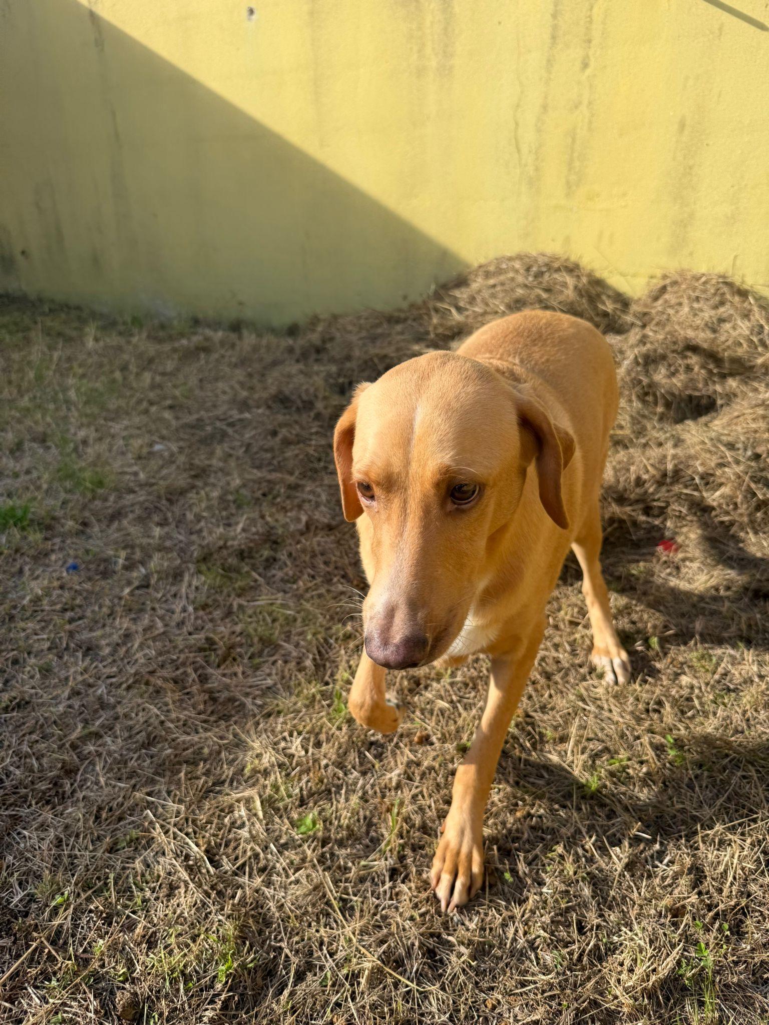 Enlarge Sumner, a ADOPTABLE mixed breed in ISABELA, PR image 1/1