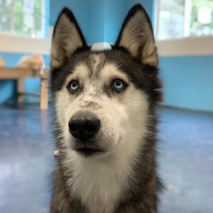 Tiberius, Adoptable, Adult Male Siberian Husky.