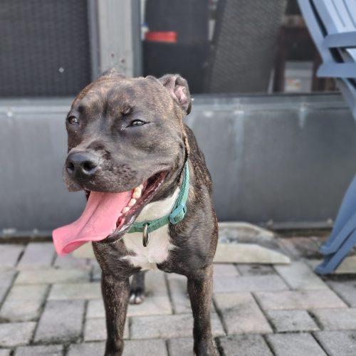 Hazel, Adoptable, Puppy Female Patterdale Terrier / Fell Terrier.