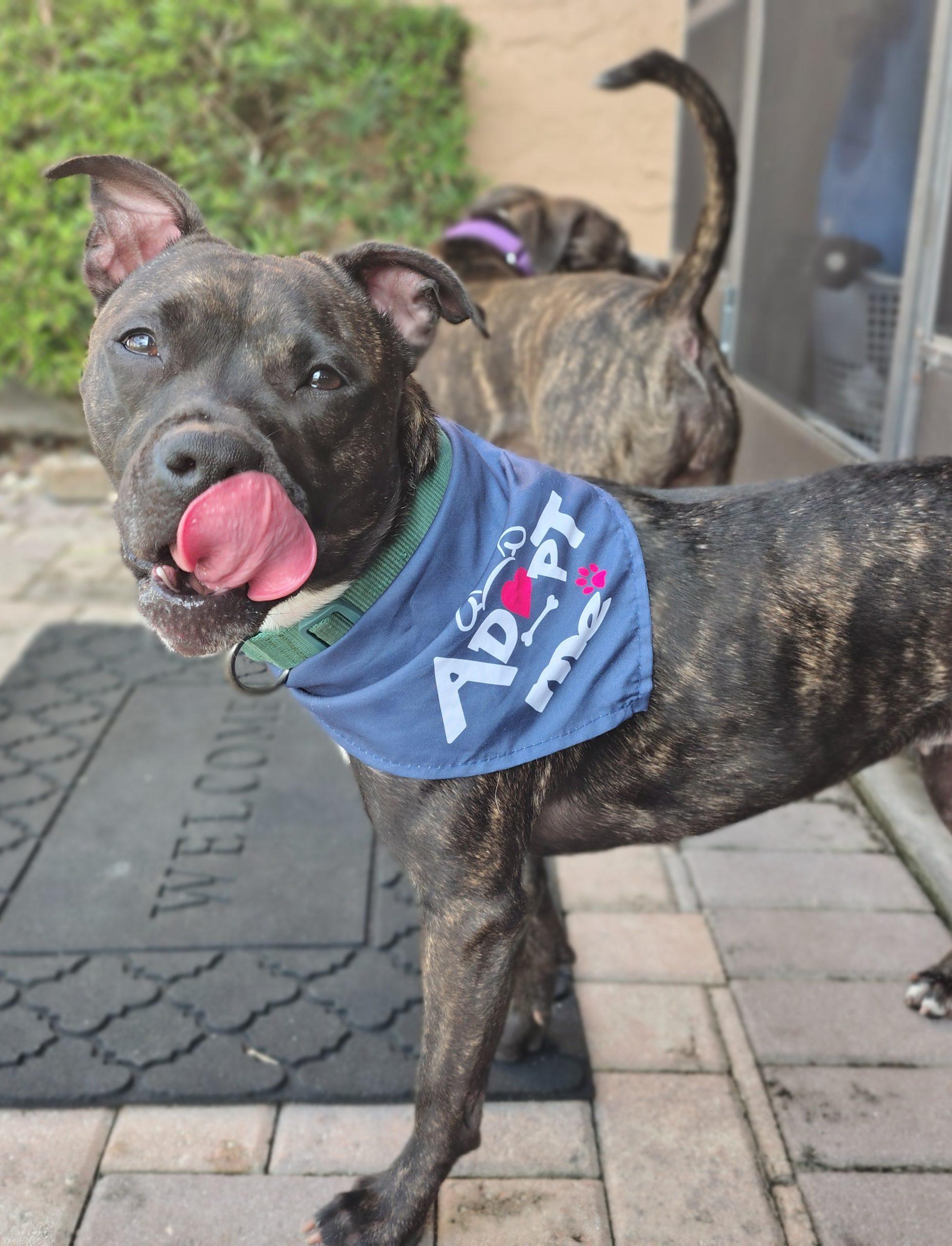Enlarge Hazel, a Adoptable Patterdale Terrier / Fell Terrier in Fort Lauderdale, FL image 2/2