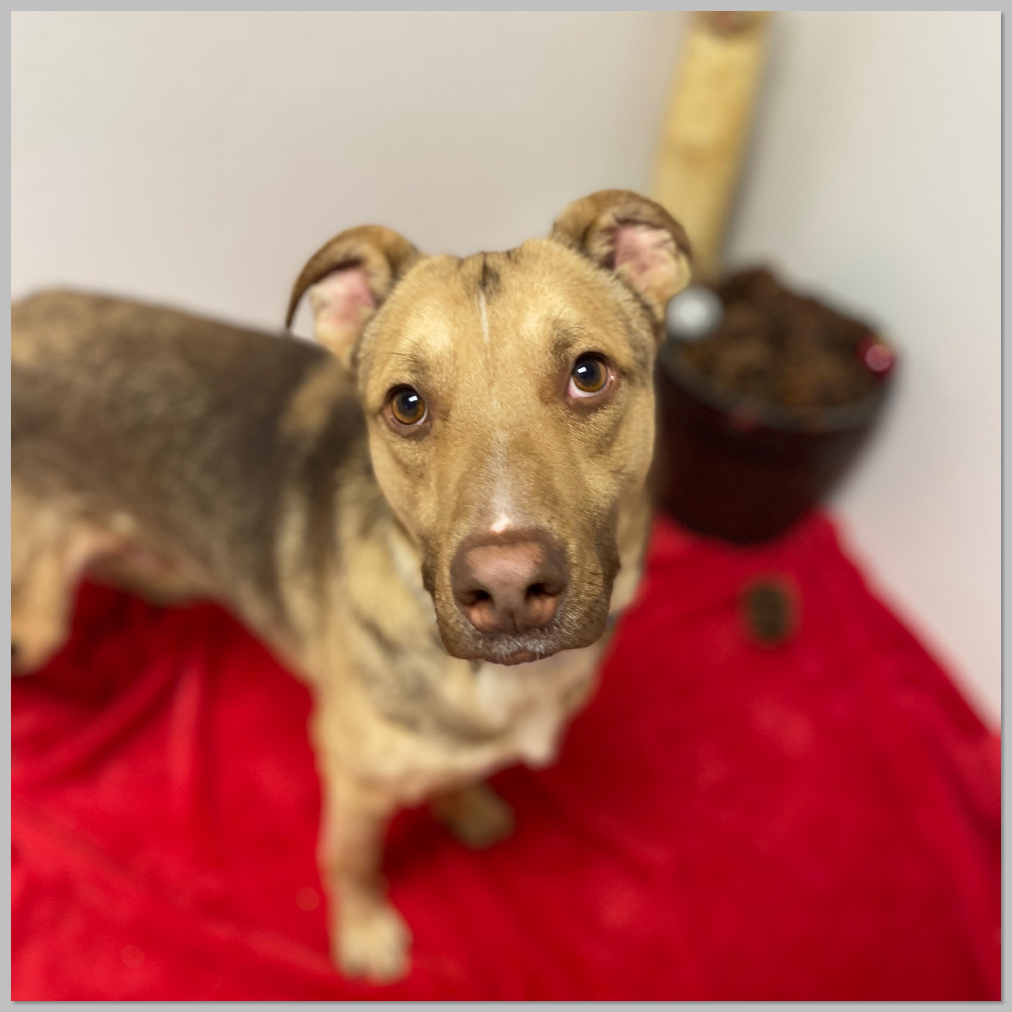 Enlarge Will, a Adoptable mixed breed in Elyria, OH image 1/6