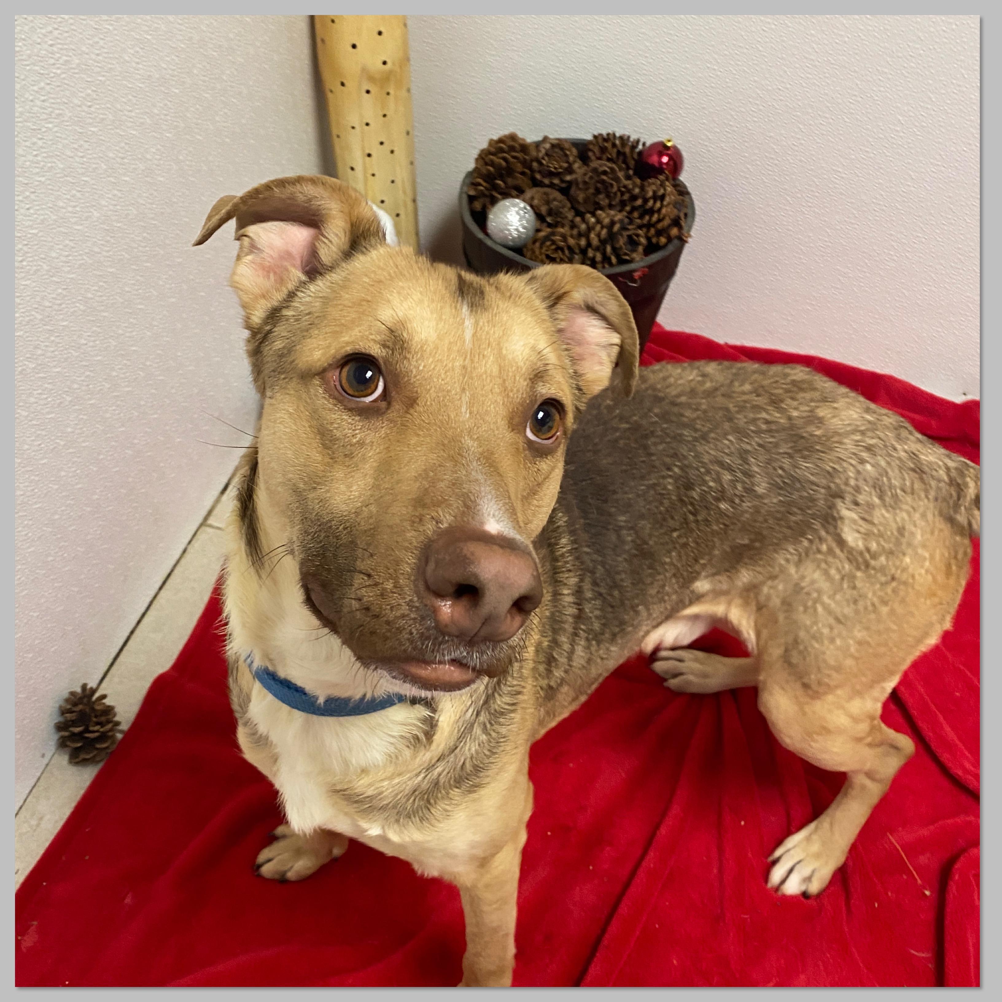 Enlarge Will, a Adoptable mixed breed in Elyria, OH image 6/6