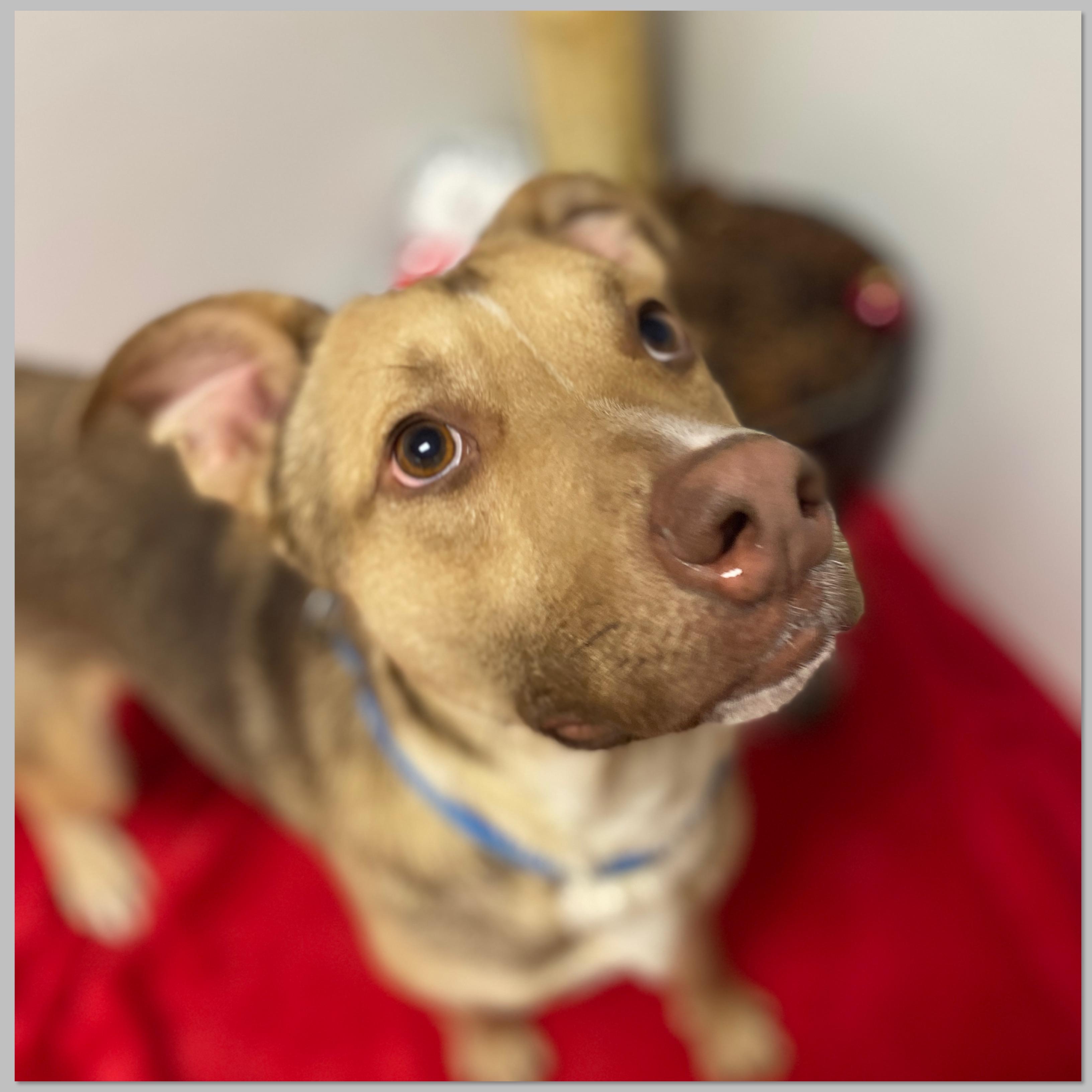 Enlarge Will, a Adoptable mixed breed in Elyria, OH image 5/6