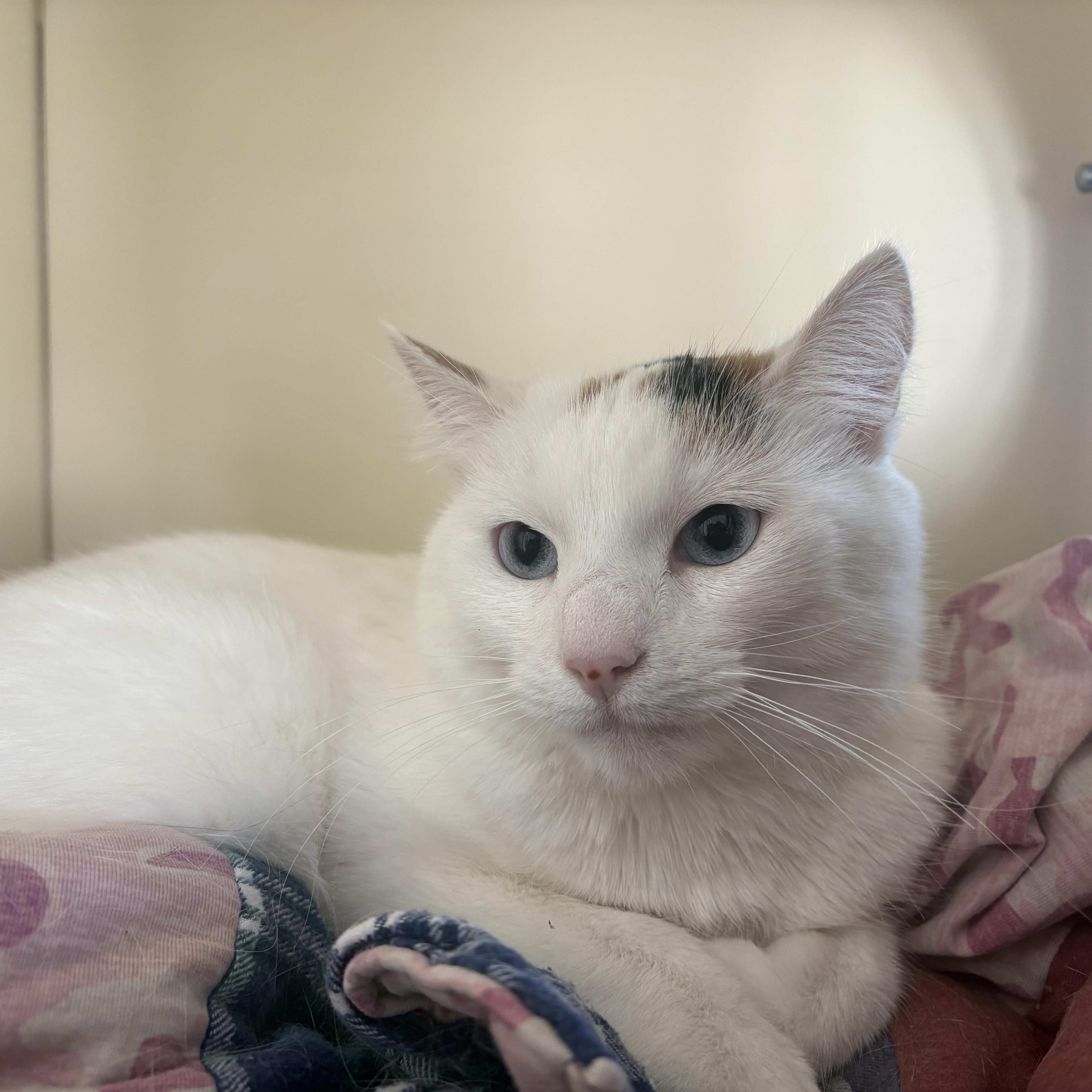 Pebbles, a ADOPTABLE Domestic Short Hair in Buena Vista, CO image 1/4