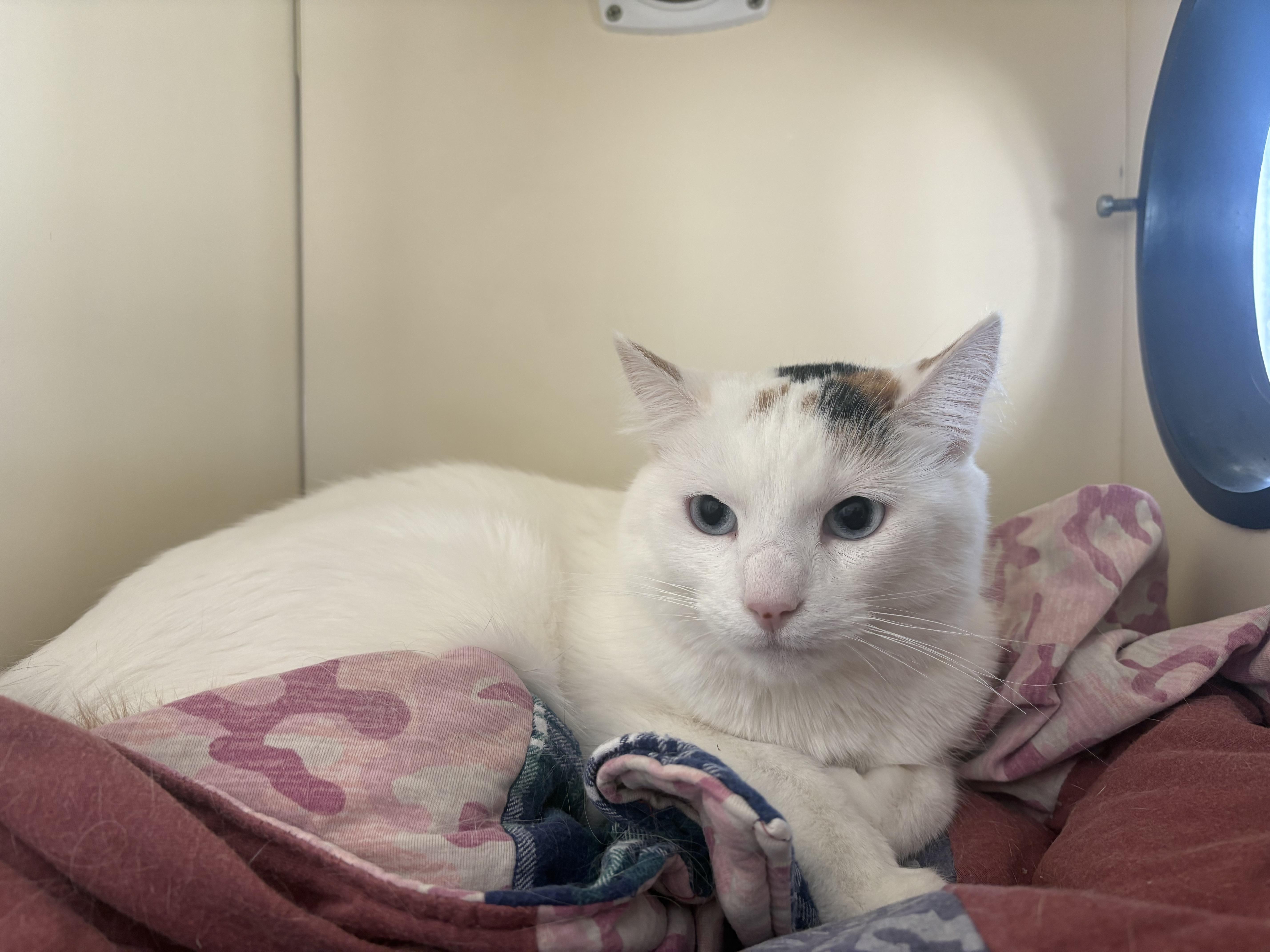 Pebbles, a ADOPTABLE Domestic Short Hair in Buena Vista, CO image 3/4