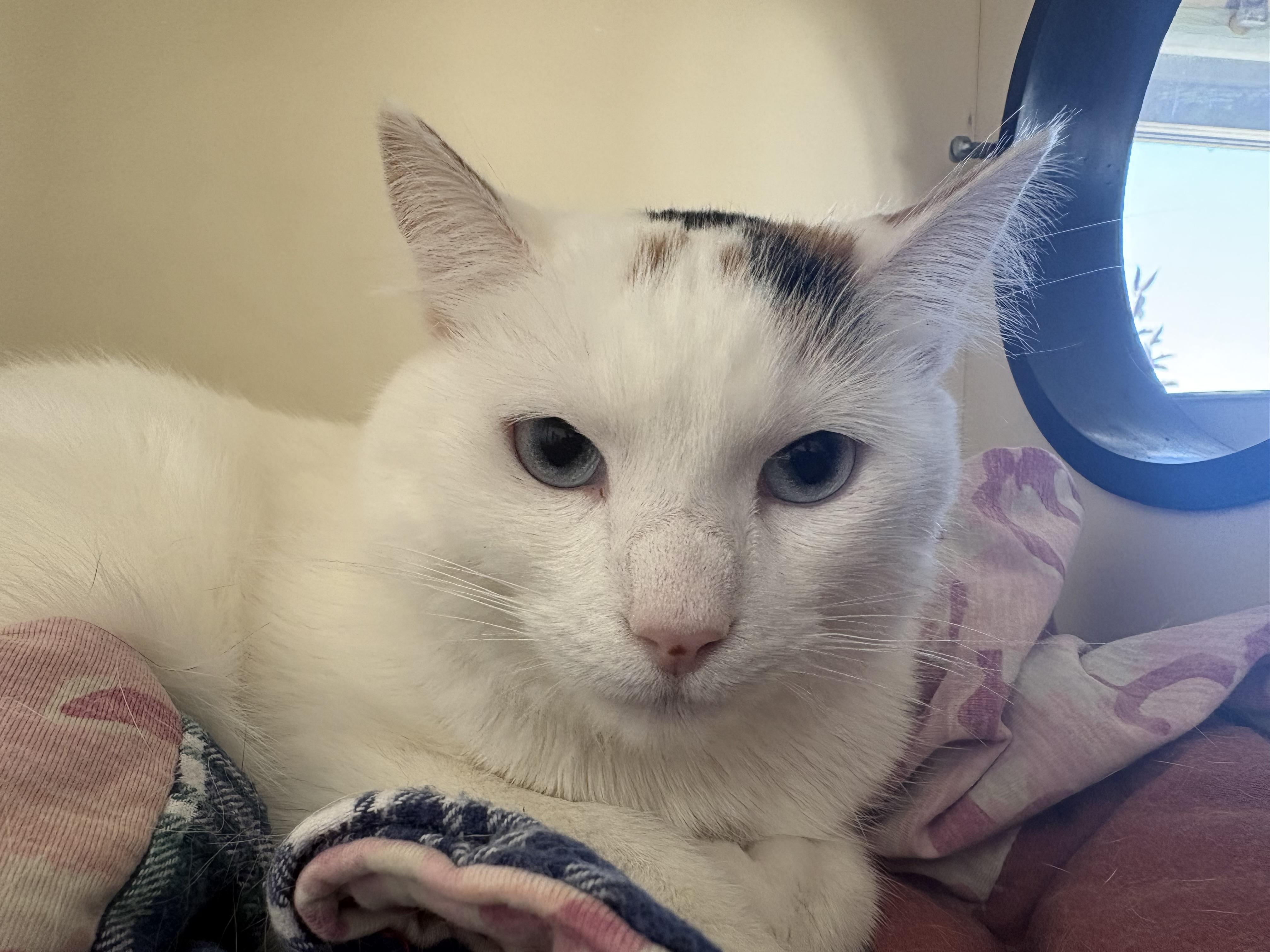 Pebbles, a ADOPTABLE Domestic Short Hair in Buena Vista, CO image 2/4