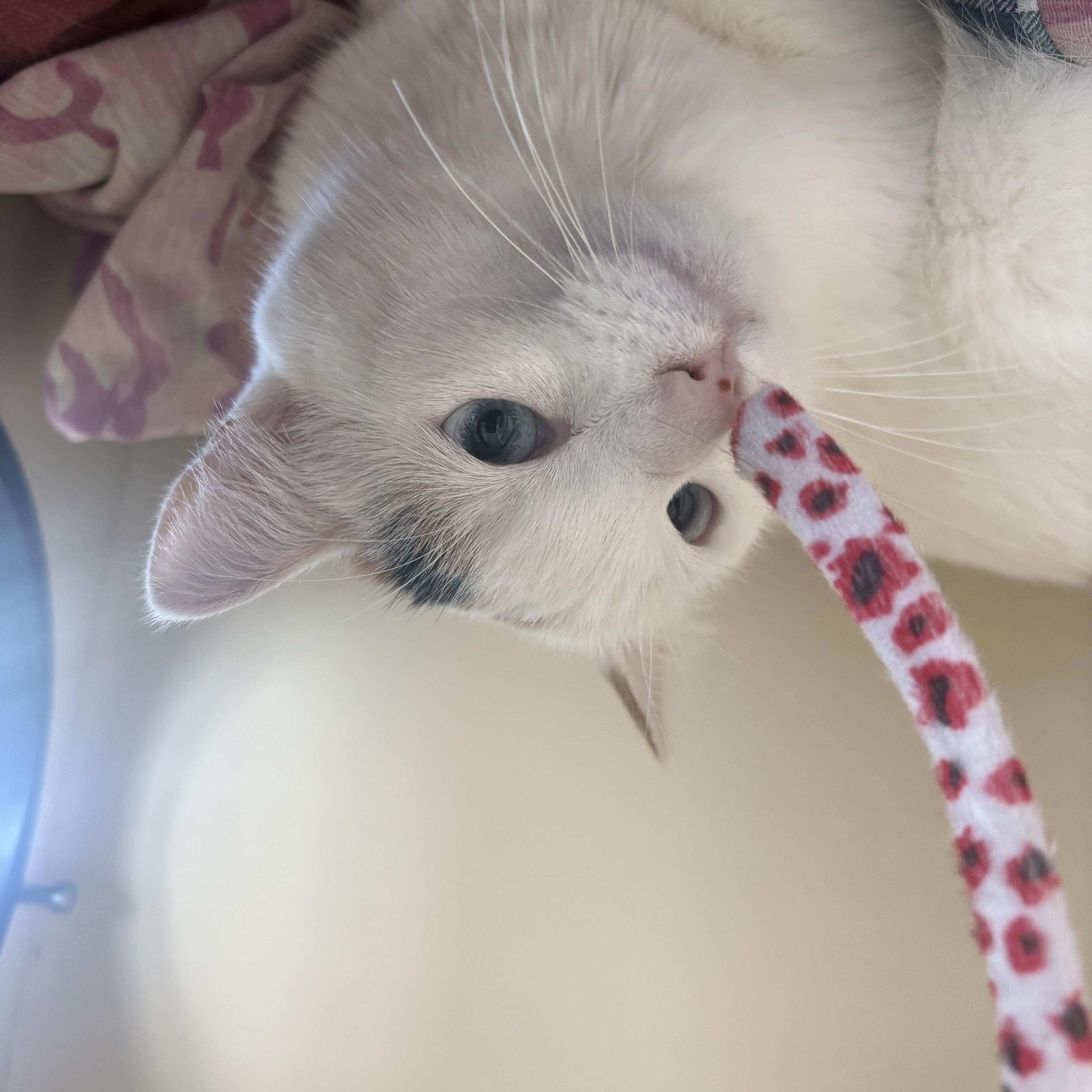 Pebbles, a ADOPTABLE Domestic Short Hair in Buena Vista, CO image 4/4