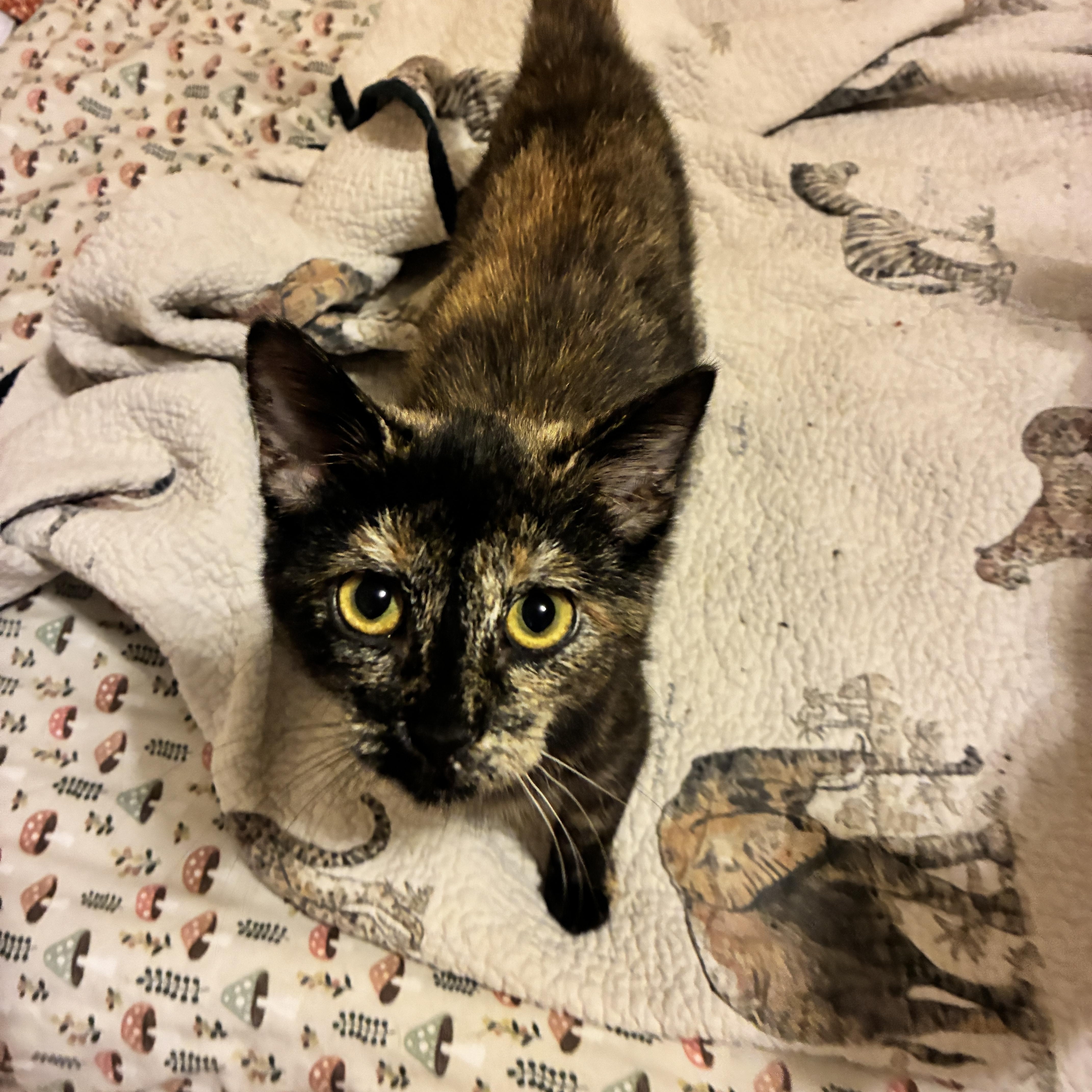 Pixie, a Adoptable Tortoiseshell in Manhattan , KS image 2/3