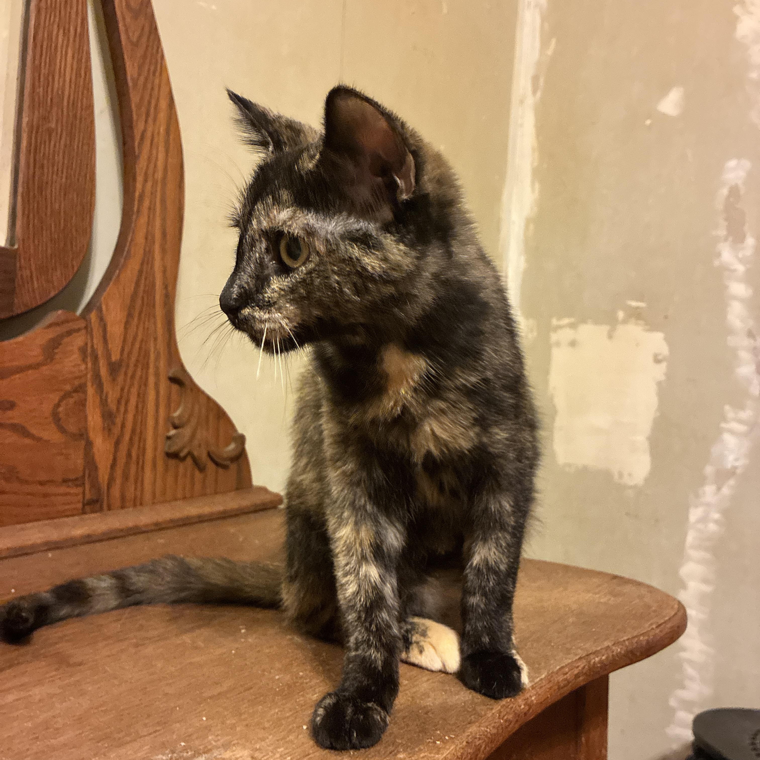 Pixie, a Adoptable Tortoiseshell in Manhattan , KS image 3/3