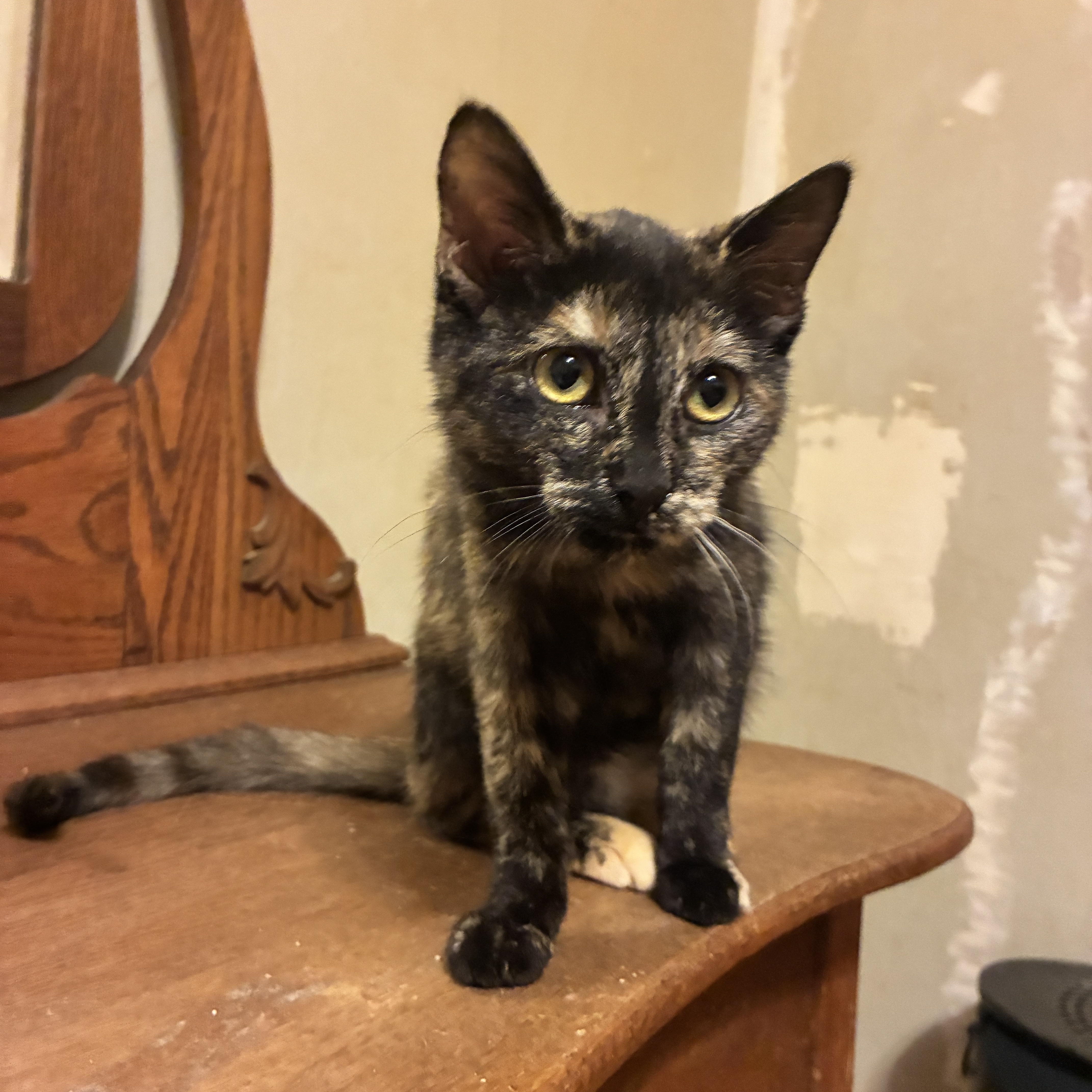 Pixie, Adoptable, Kitten Female Tortoiseshell.
