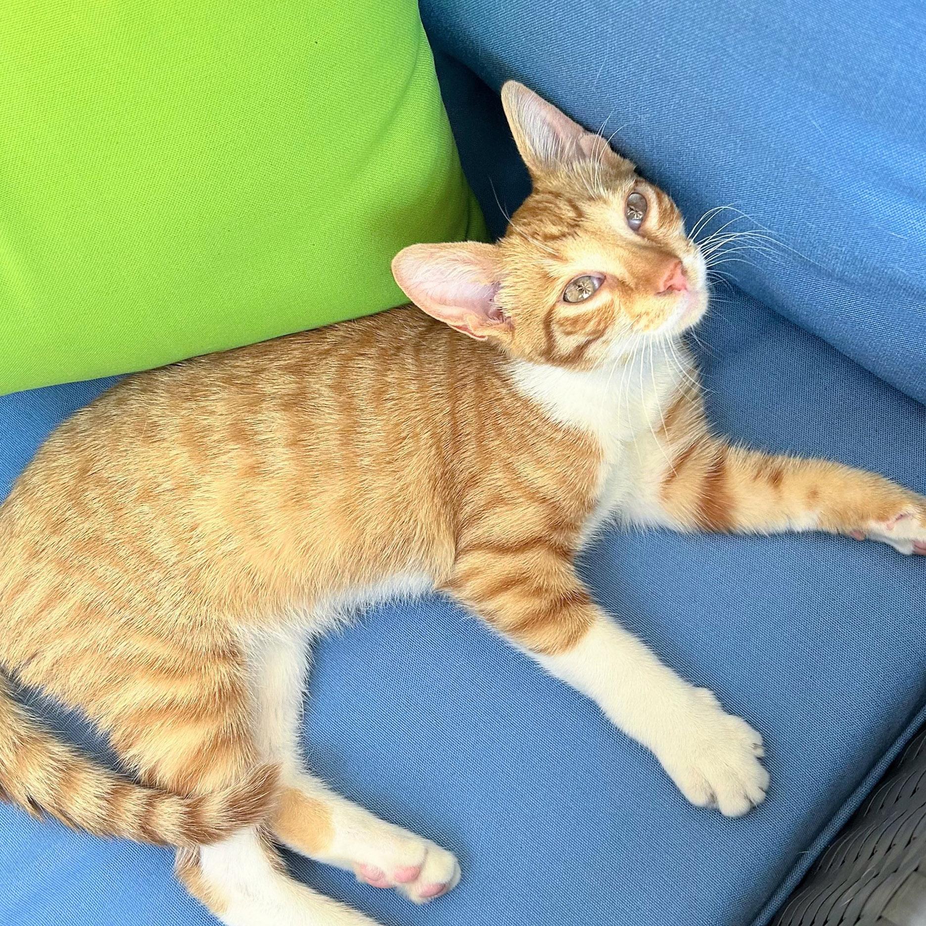 Buddy