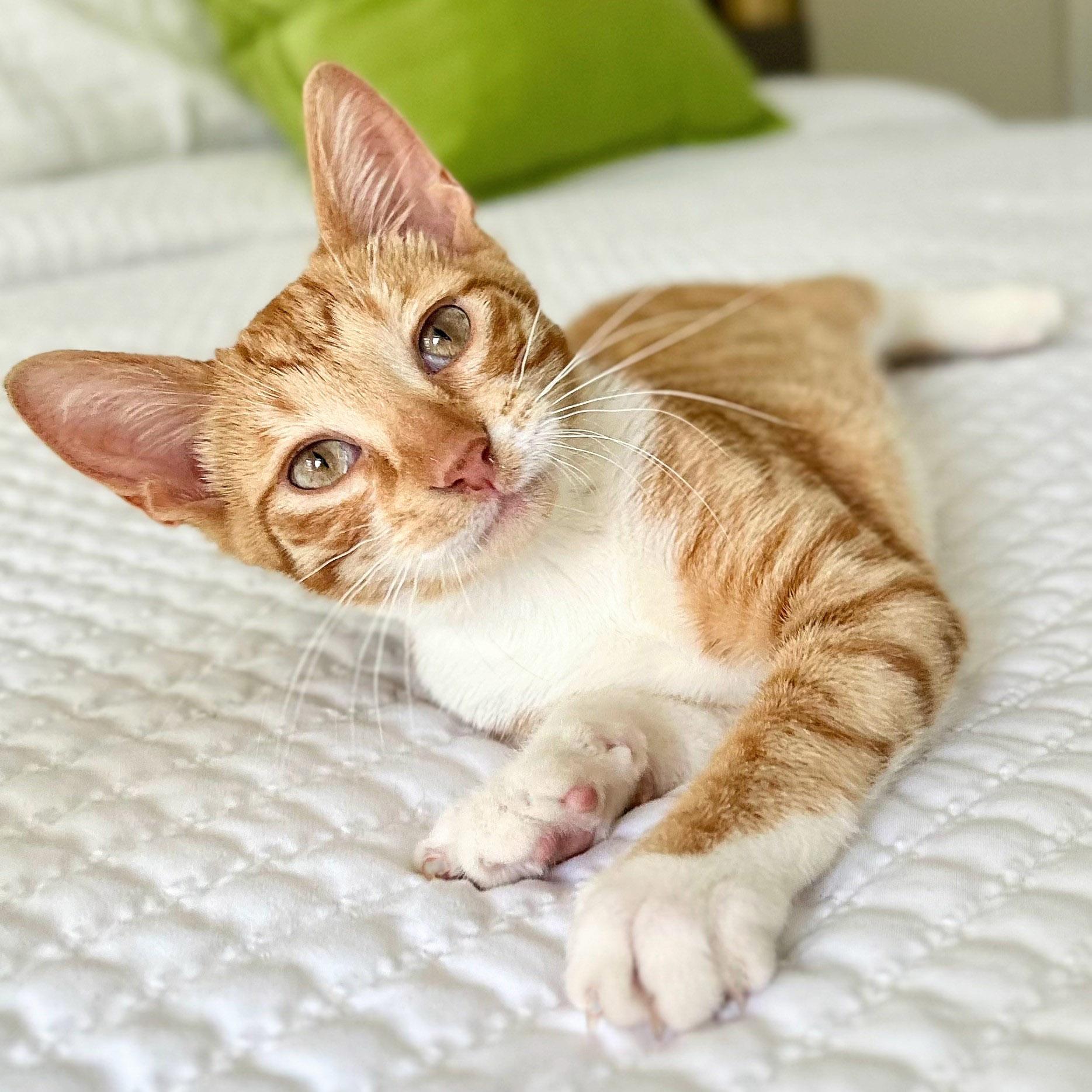 Buddy