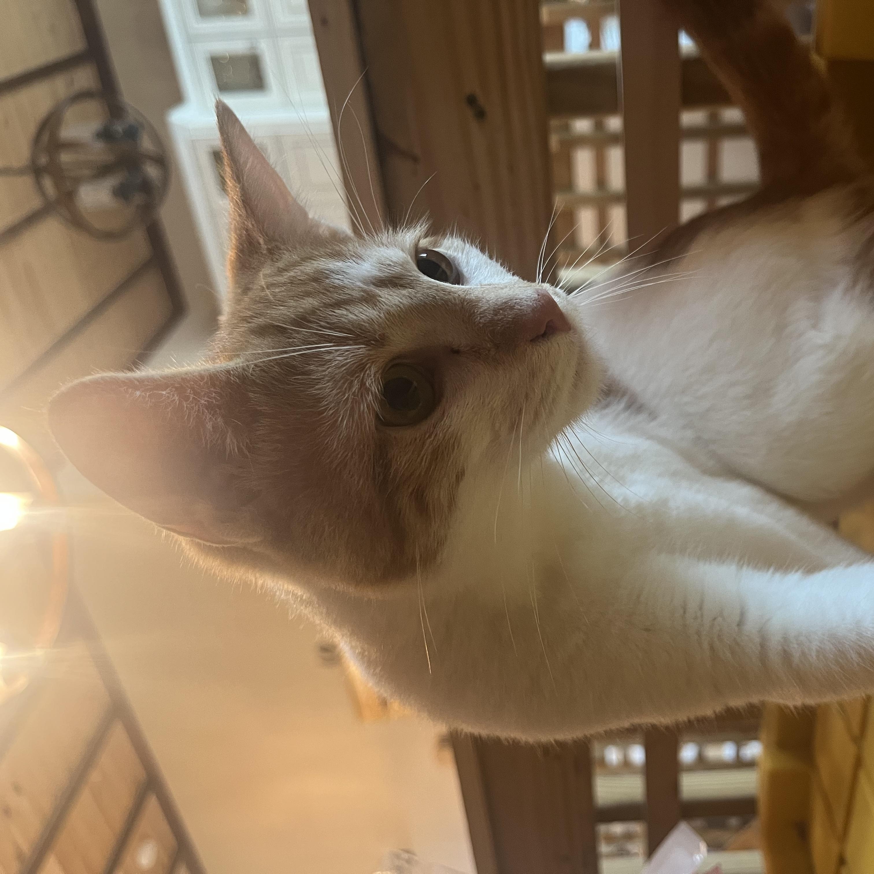 Enlarge Big Mac, a Adoptable Domestic Short Hair in Dresher, PA image 2/2