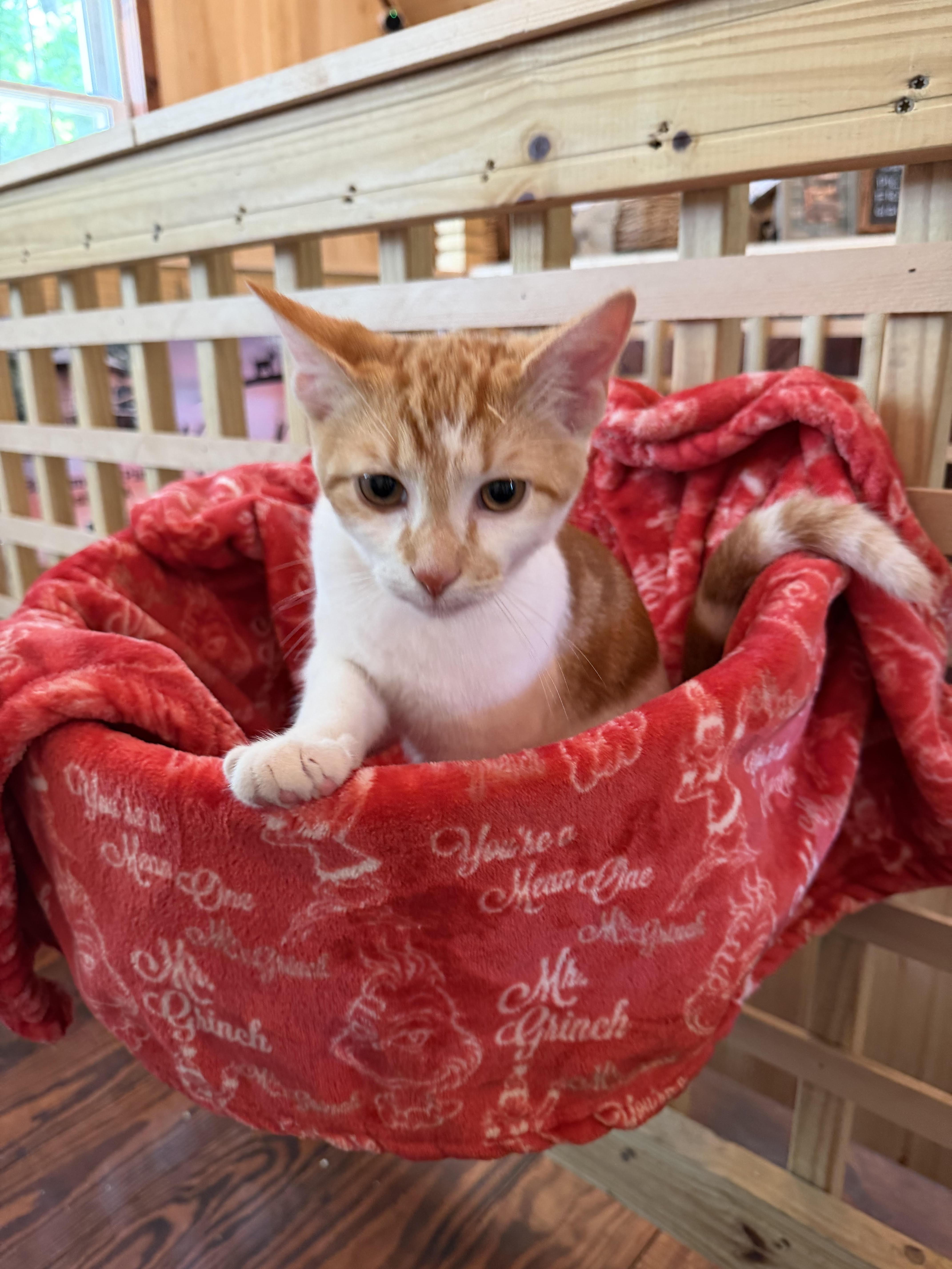 Big Mac, Adoptable, Kitten Male Domestic Short Hair.