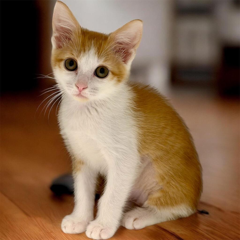 Mascarpone, Adoptable, Kitten Female Domestic Short Hair.