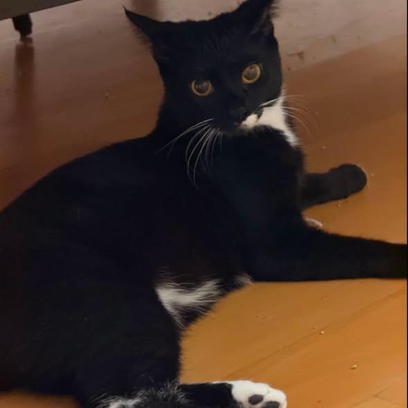 Enlarge Callie, a Adoptable Tuxedo in Westland, MI image 2/5