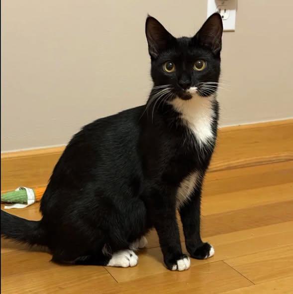 Enlarge Callie, a Adoptable Tuxedo in Westland, MI image 1/5