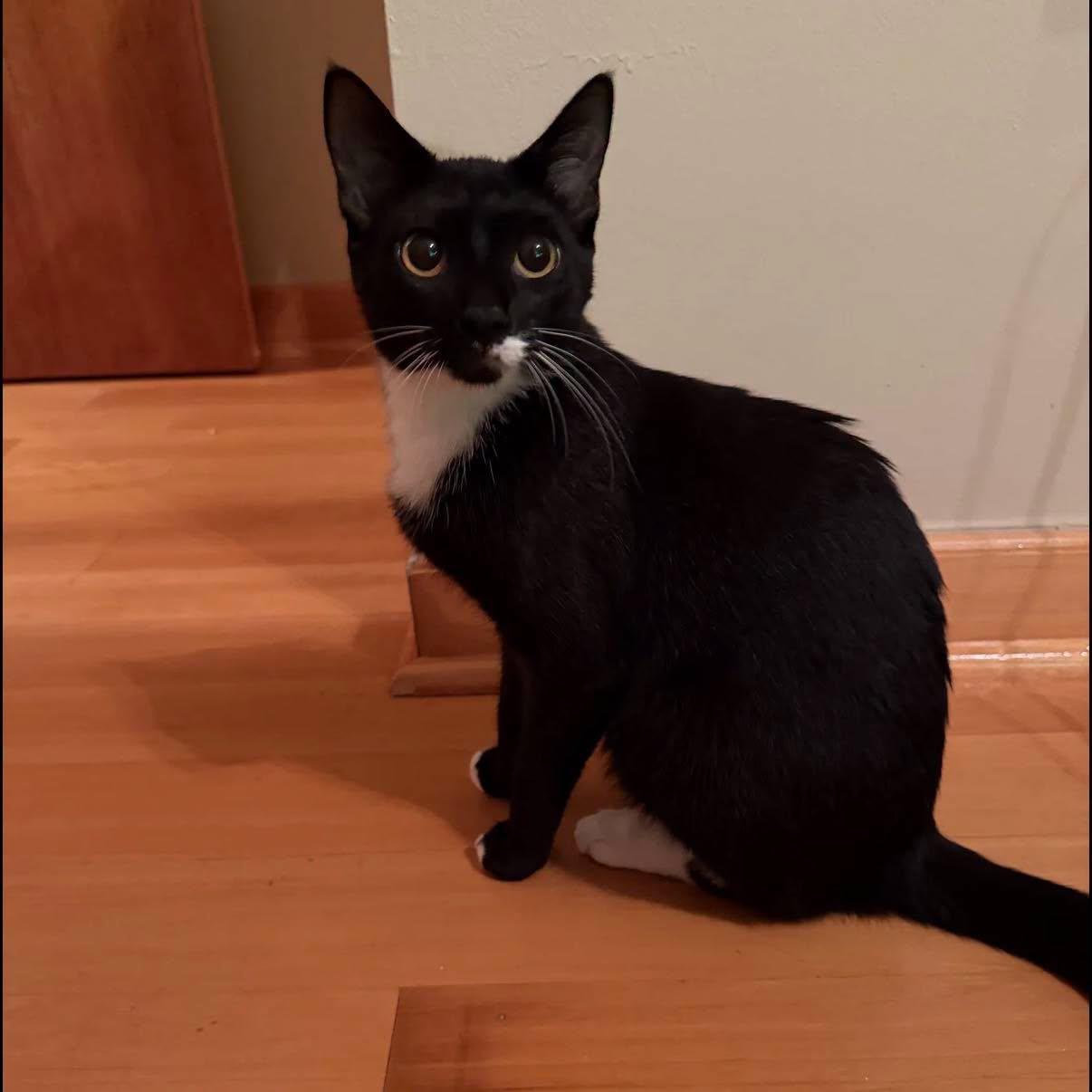 Enlarge Callie, a Adoptable Tuxedo in Westland, MI image 5/5