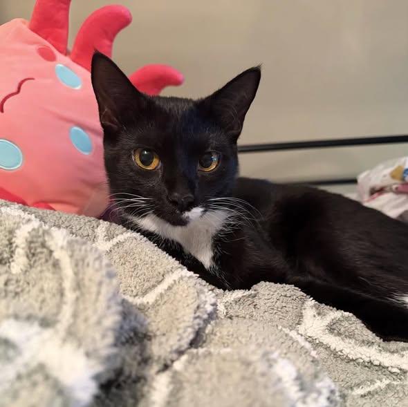 Enlarge Callie, a Adoptable Tuxedo in Westland, MI image 3/5