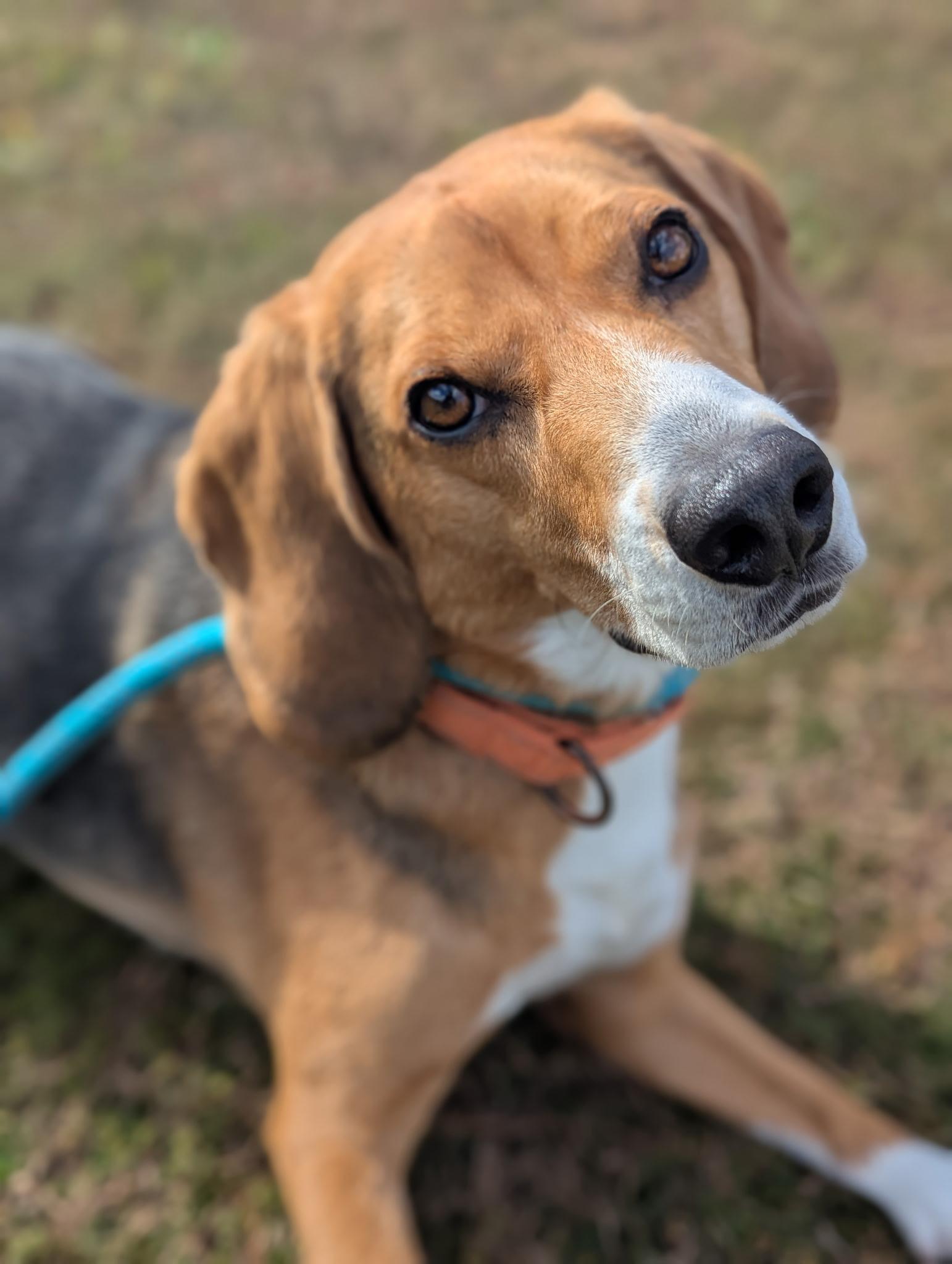 Niko, Adoptable, Adult Male Beagle.