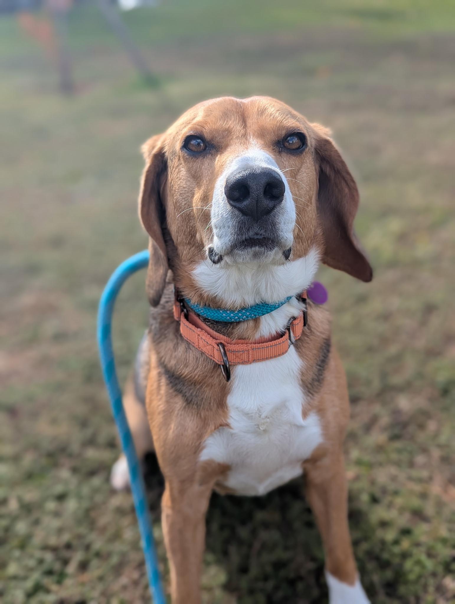 Niko, a Adoptable Beagle in North Adams, MA image 2/3